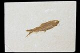 Fossil Fish (Knightia) - Green River Formation #133941-1